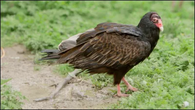 Comment s'appelle ce rapace présent dans la Sierra Nevada ?