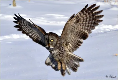 Comment s'appelle cet autre rapace ?