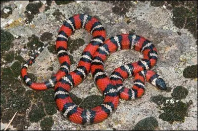 Quelles créatures le serpent-roi des montagnes mange-t-il parfois ?