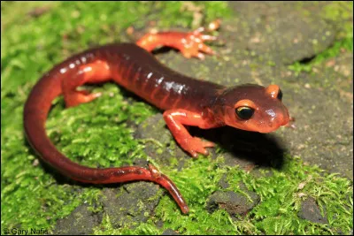 Quelle particularité possède la salamandre variable ?