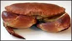 Quel est ce crabe, le meilleur en dgustation ?