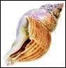 Quel est ce mollusque ?