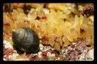 Quel est ce mollusque ?
