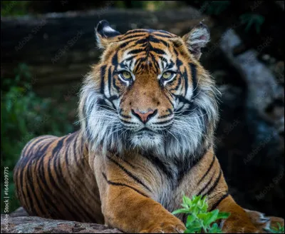 Quel est le régime alimentaire du tigre ?