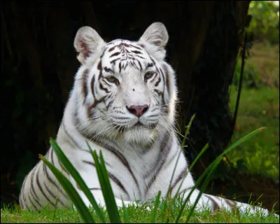 Comment dit-on ''tigre'' en anglais ?