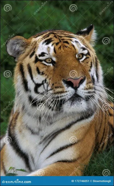 Combien y a-t-il de tigres dans le monde à l'état sauvage ? (chiffres 2016)