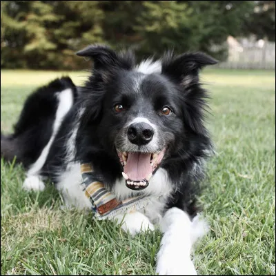 Quelle est sa race ?