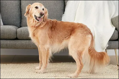 Quelle est la race de ce chien ?