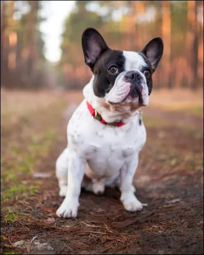 De quelle race est ce chien ?