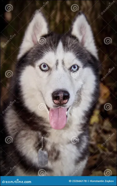 Quelle est sa race ?