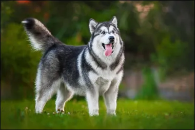 Quelle est la race de ce chien ?