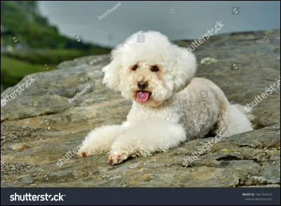 La race de ce chien est...