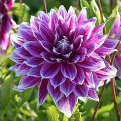 Dans le langage des fleurs, si vous offrez un dahlia que cela signifie-t-il ?