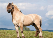 Quiz Les races de chevaux et de poneys
