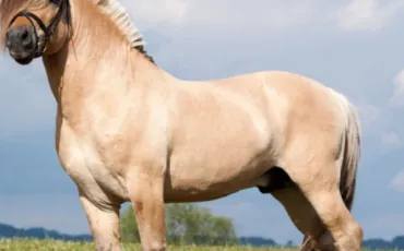 Quiz Poneys