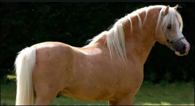 Quelle est sa race ?