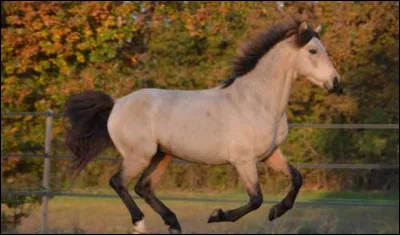 Quelle est sa race ?