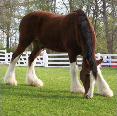 Quelle est sa race ?