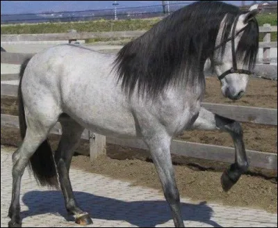 Quelle est sa race ?