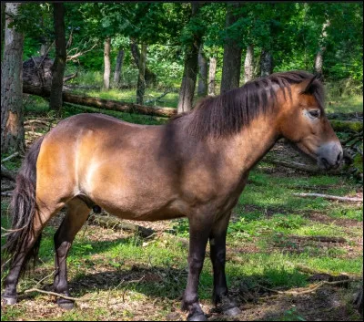Quelle est sa race ?