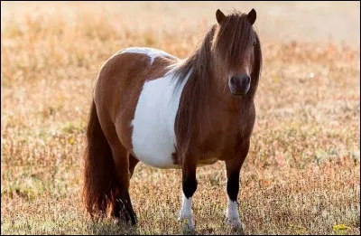 Quelle est sa race ?