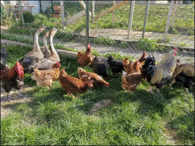 Quel animal de basse-cour était anciennement appelée ''Nègre Soie'' ?