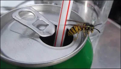 Les guêpes sont-elles attirées par l'aspartame, édulcorant contenu par exemple dans le ''Coca-Cola Zéro'' ?