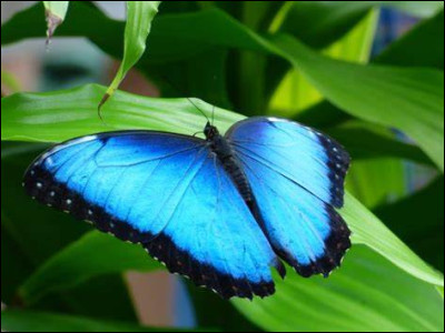 Quel est cet animal ?