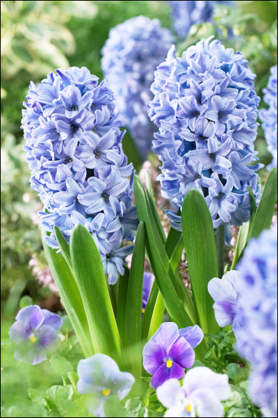 Quelle est cette fleur ?