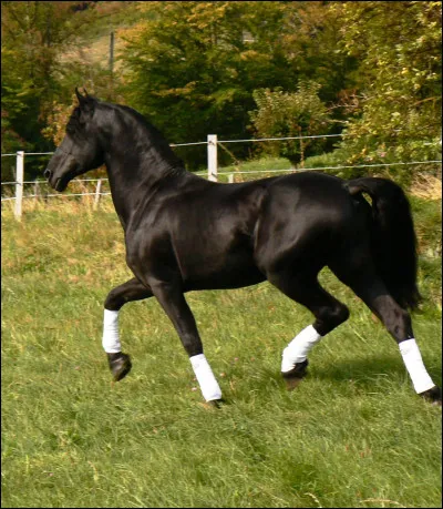Quel est le croisement de ce cheval ?