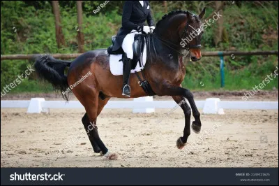 Comment s'appelle ce mouvement de dressage ?