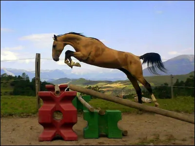 Quel est le mouvement du saut ?