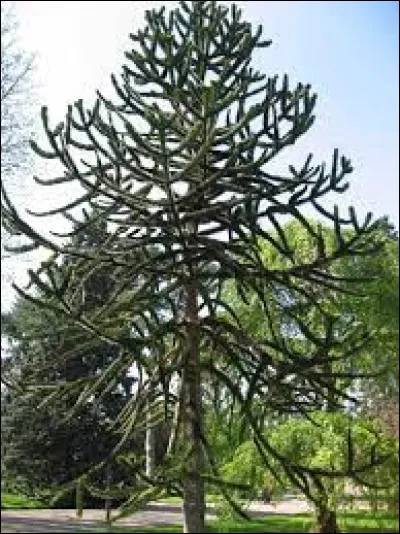 Sciences et nature : selon son autre nom, de qui l’araucaria du Chili est-il le désespoir ?