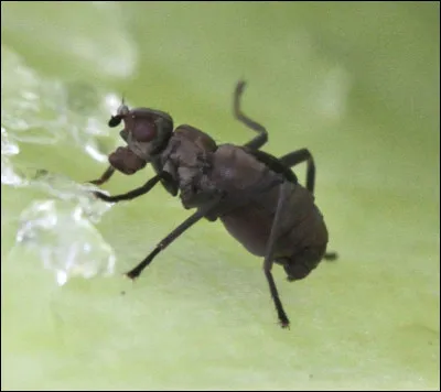 Quel adjectif qualifie un animal dépourvu d'ailes ?