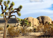 Quiz La faune du dsert des Mojaves