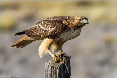 Quel est ce rapace ?
