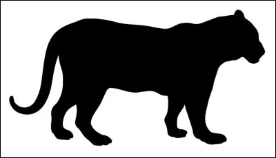 Animal connu en Amérique du Nord, je suis le plus grand des petits félins :