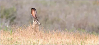 Comment appelle-t-on la femelle du lièvre de Californie ?