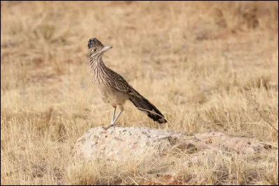 Quel est cet animal que l'on peut apercevoir dans le désert des Mojaves ?