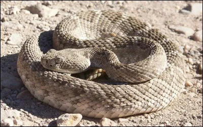 C'est un serpent à sonnette mais on l'appelle d'un autre nom quelquefois. C'est un(e)...