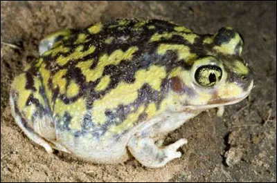 Pourquoi ce crapaud s'appelle : pied-en-bêche de Couch ?