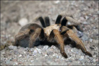 Malgré leur réputation, les mygales (comme Aphonopelma chalcodes) ne peuvent pas...