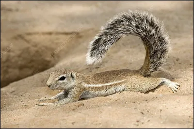 Quel est cet animal ?