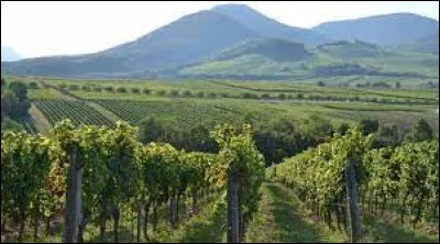 Riesling : Quelle est la couleur de ce vin d'Alsace ?