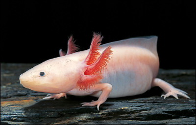 L'axolotl est un animal peu connu, il a la capacité de :