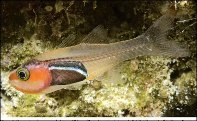 Le dernier est l'Apogonidé. Lorsqu'il mange sa proie préférée, le zooplancton ostracode, la pauvre victime s'énerve et...