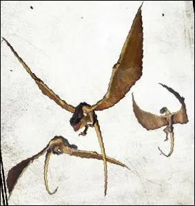 Petits Wyvern aux remarquables capacits de vol, connus pour attaquer aux cts de Dragons anciens, ils sont de mauvaise augure.