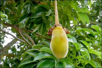 Comment s'appelle le fruit comestible du baobab, arbre symbole de l'Afrique ?