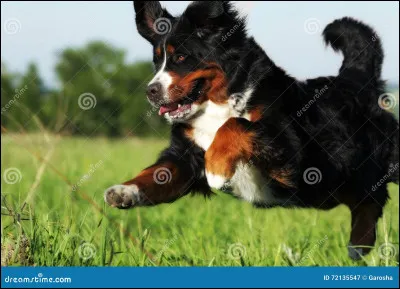 Quelle race serait la plus intelligente ?