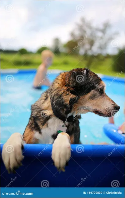 Laquelle n'est pas une race de chien ?